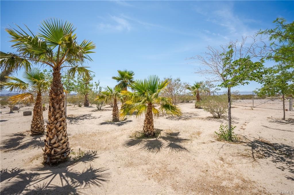 66125 Brant Cross Joshua Tree, CA 92252 - Photo 10 of 35 a view of a yard with palm trees