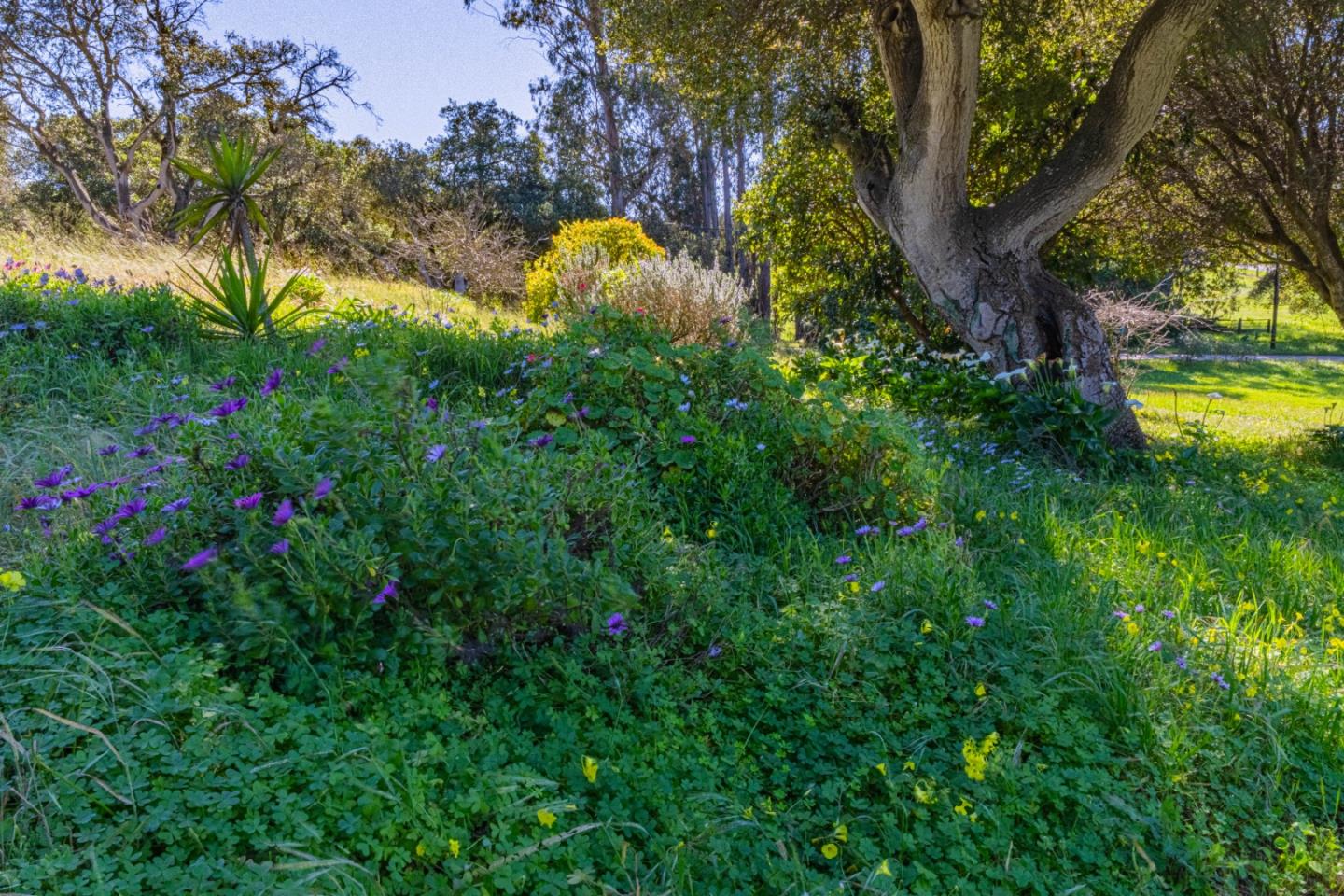 16787 Blackie Road Salinas, CA 93907 - Photo 12 of 16 a view of a yard with plants and large trees