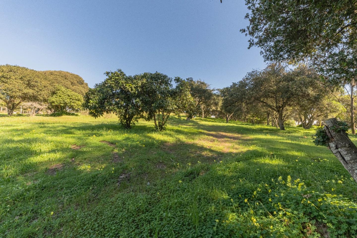 16787 Blackie Road Salinas, CA 93907 - Photo 4 of 16 a view of a big yard with swimming pool and large trees