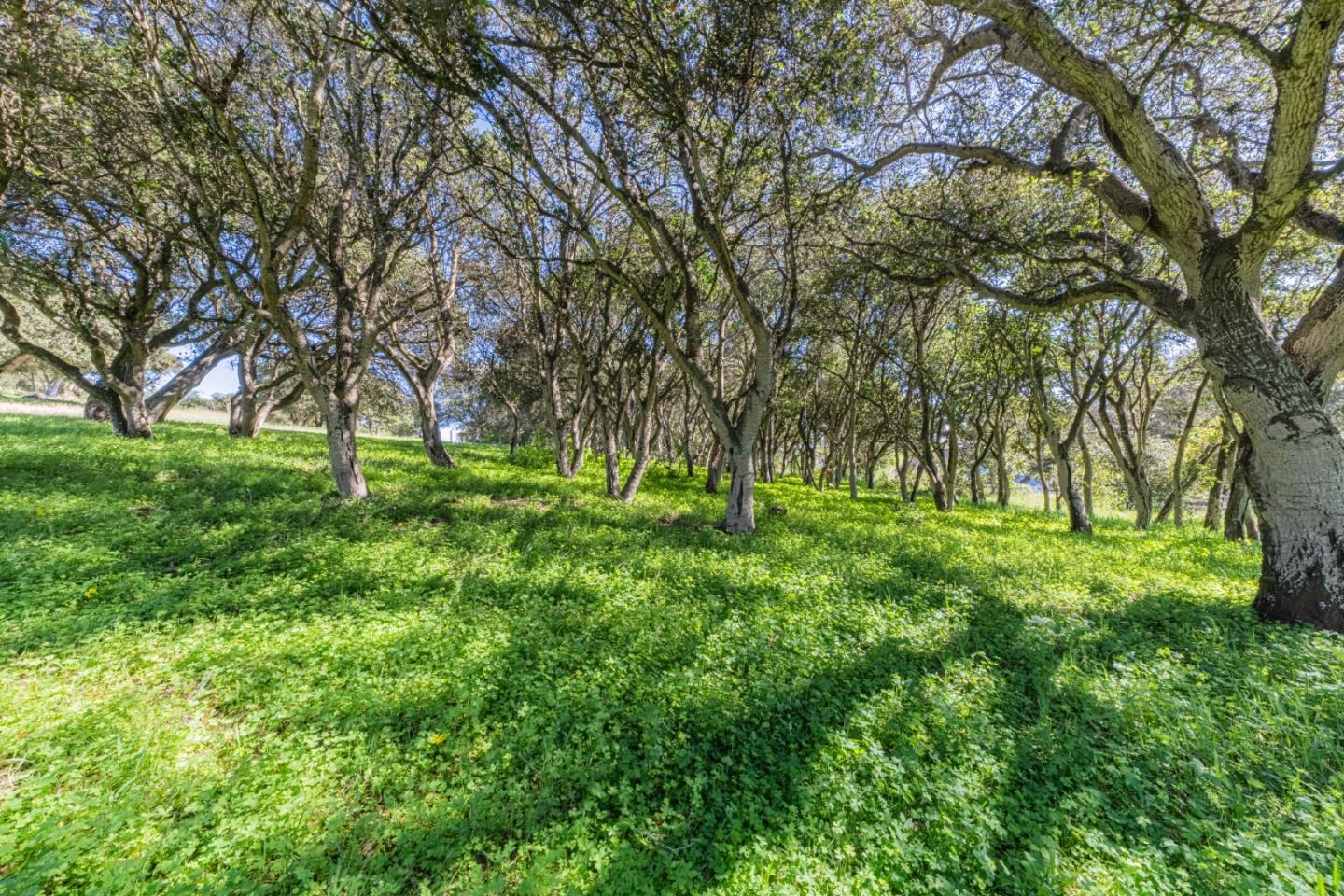 16787 Blackie Road Salinas, CA 93907 - Photo 7 of 16 a view of park with trees