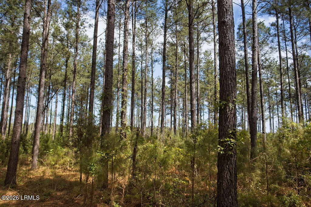 1342 Thomas Hamilton Road Brunson, SC 29911 - Photo 43 of 46 8I1A4725