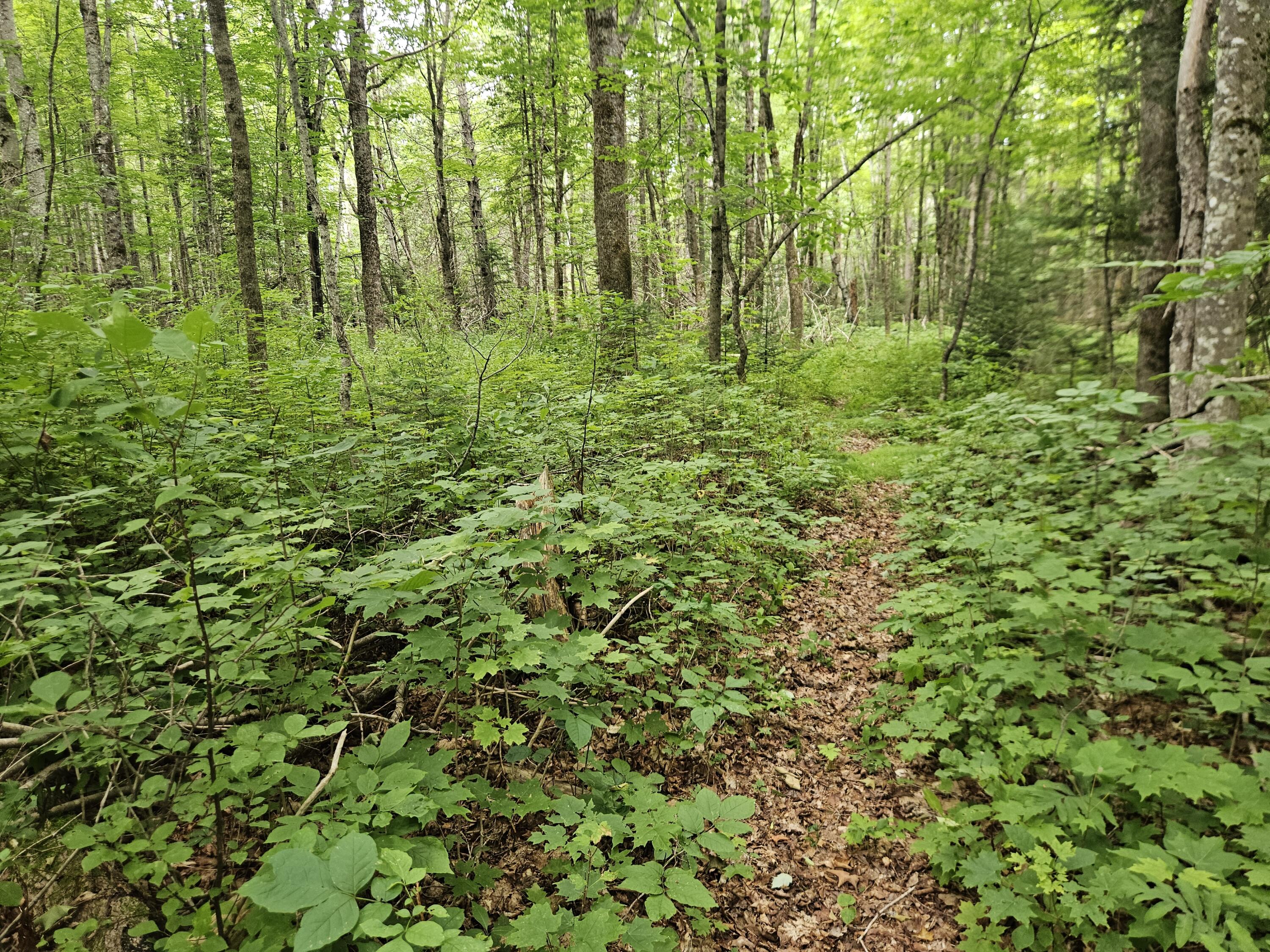 10 Moosehorn Road Abbot, ME 04406 - Photo 31 of 35 20260716_095354