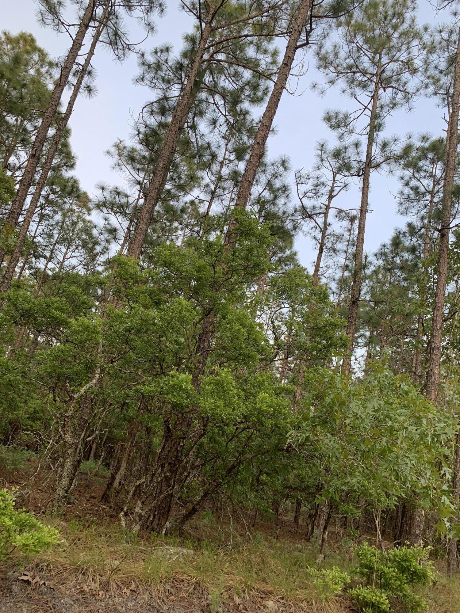460 Pearl Bonnett Road Windsor, SC 29856 - Photo 1 of 1