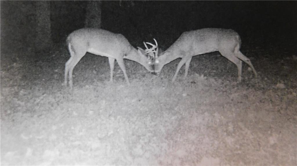 1059 Southwest 1301st Road Holden, MO 64040 - Photo 20 of 48