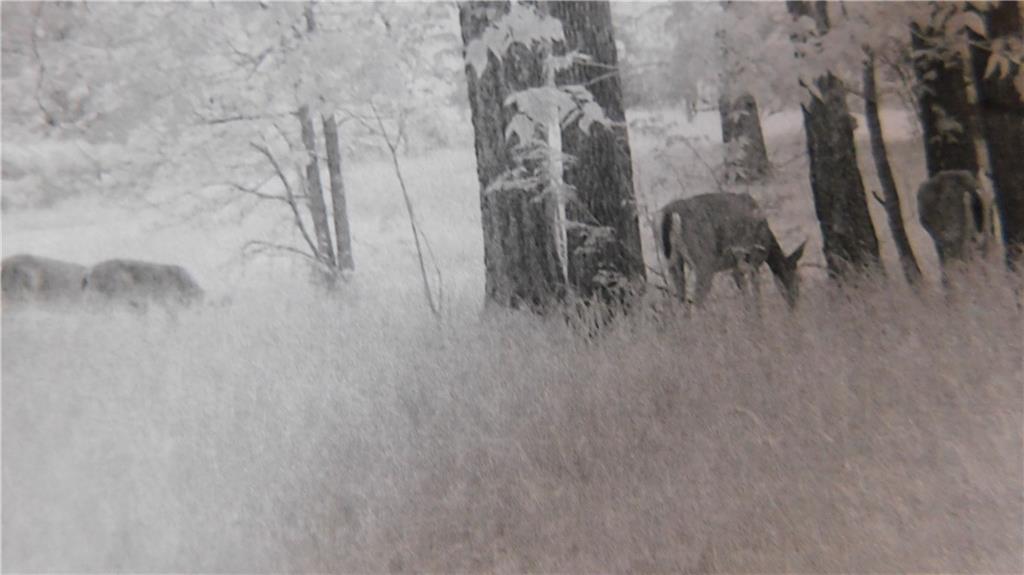 1059 Southwest 1301st Road Holden, MO 64040 - Photo 24 of 48