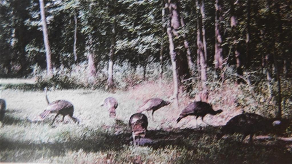 1059 Southwest 1301st Road Holden, MO 64040 - Photo 25 of 48