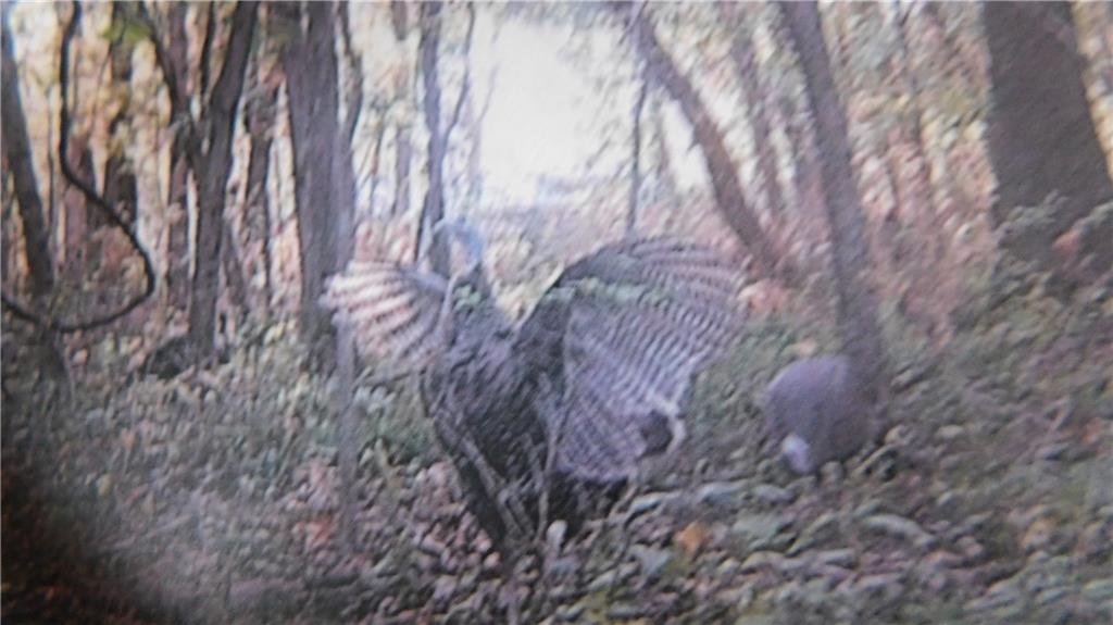 1059 Southwest 1301st Road Holden, MO 64040 - Photo 26 of 48