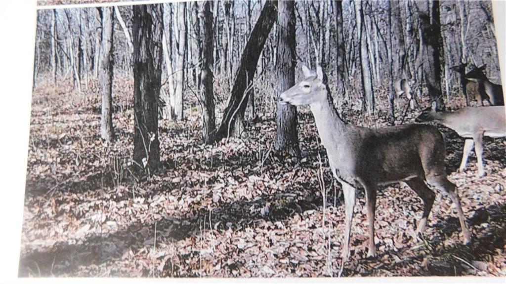 1059 Southwest 1301st Road Holden, MO 64040 - Photo 31 of 48