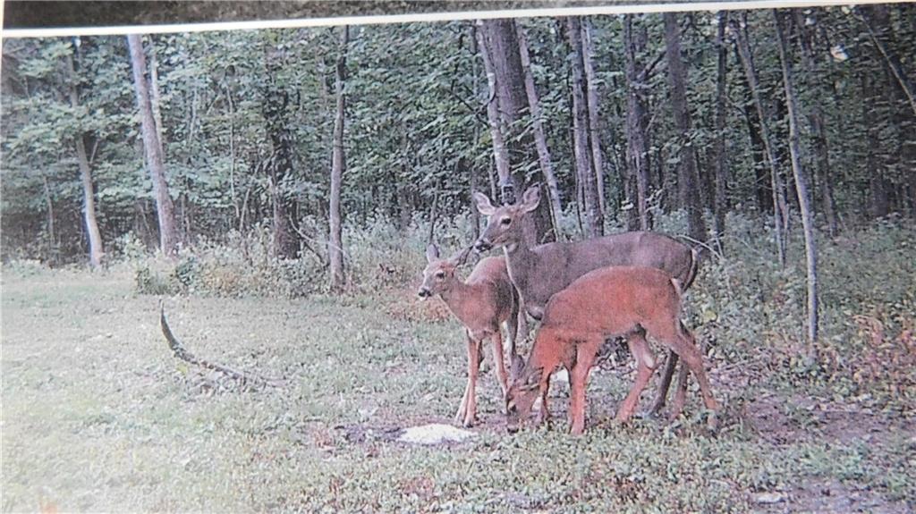 1059 Southwest 1301st Road Holden, MO 64040 - Photo 32 of 48