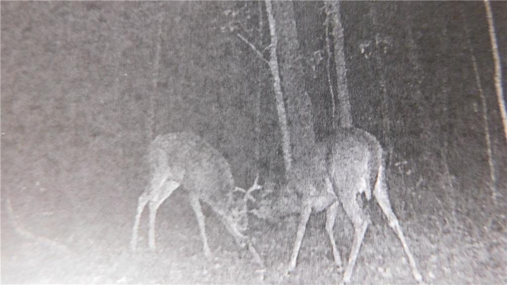 1059 Southwest 1301st Road Holden, MO 64040 - Photo 33 of 48