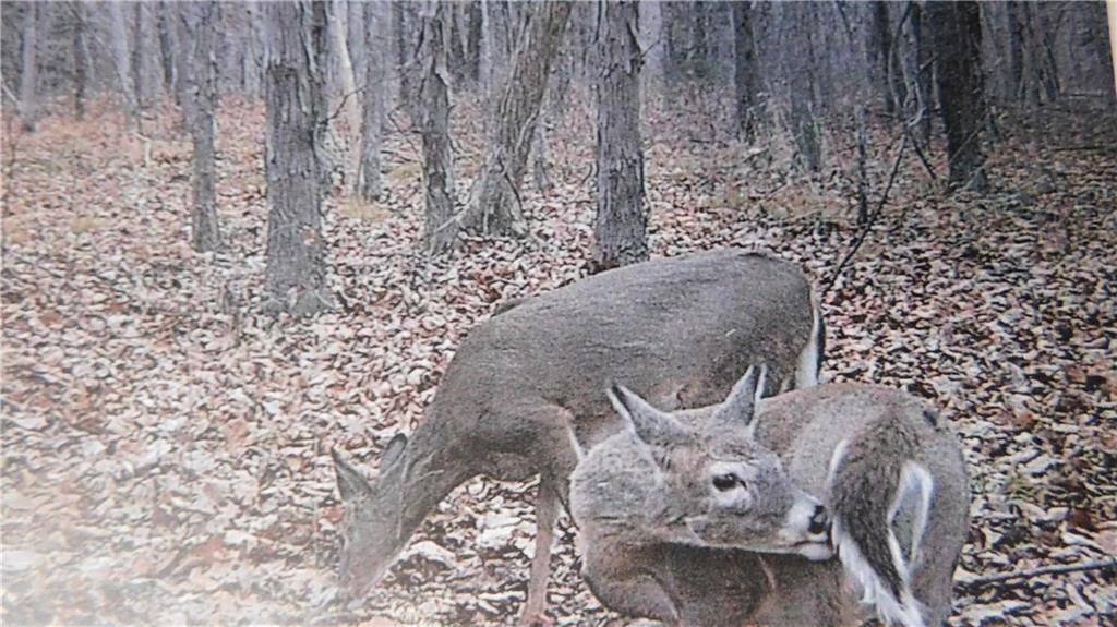 1059 Southwest 1301st Road Holden, MO 64040 - Photo 34 of 48