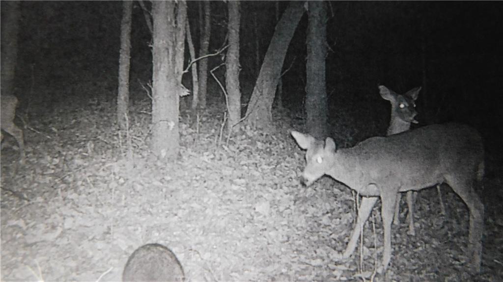 1059 Southwest 1301st Road Holden, MO 64040 - Photo 35 of 48