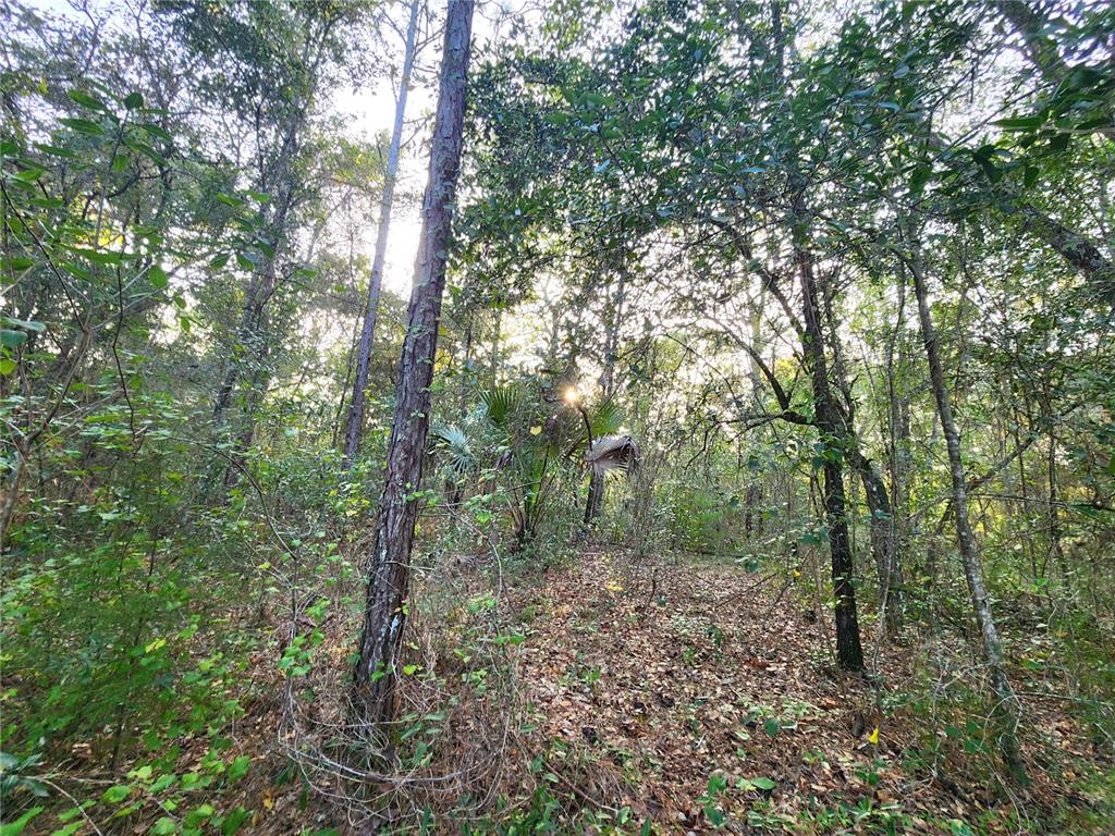 Swallow Road Brooksville, FL 34614 - Photo 1 of 1 a big yard with lots of trees
