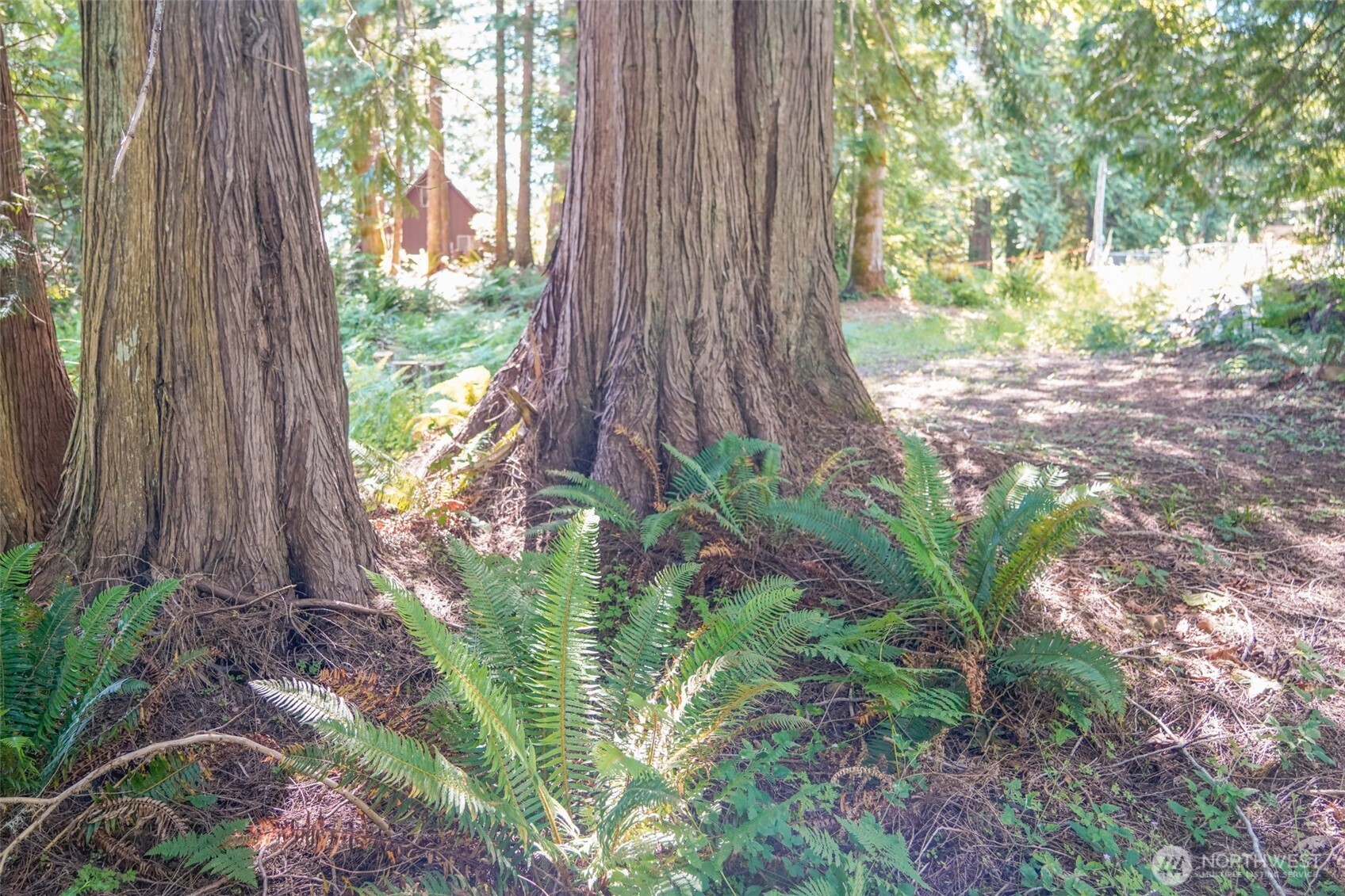 0 Maple Avenue Brinnon, WA 98320 - Photo 3 of 9 a backyard of a house with lots of green space