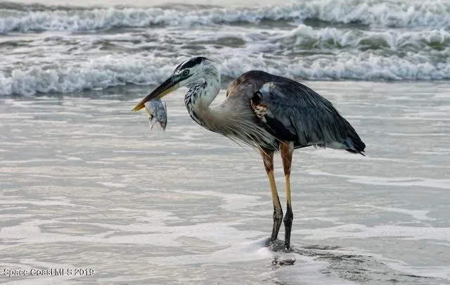 $2,295 | 208 Tin Roof Avenue, Cape Canaveral, FL 32920