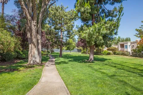 a park with large trees