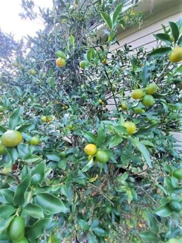 $199,900 | 12610 Northwest Virginia G Weaver Street, Bristol, FL 32321