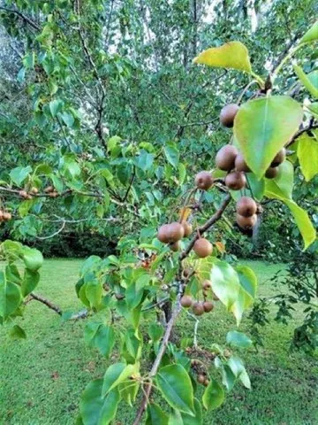 $199,900 | 12610 Northwest Virginia G Weaver Street, Bristol, FL 32321