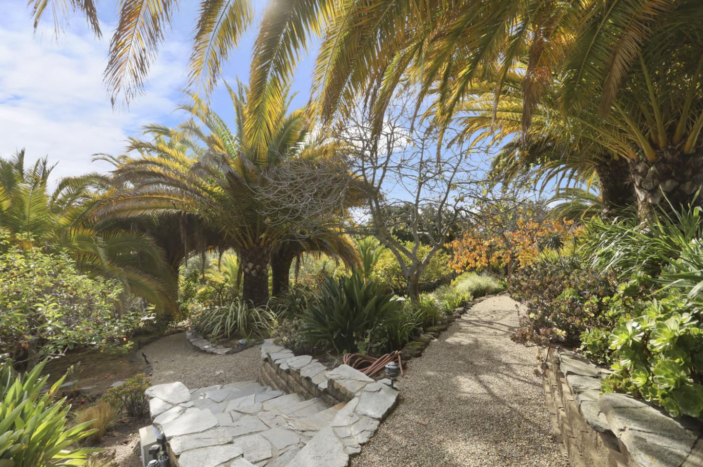 3571 Star Ridge Road Hayward, CA 94542 - Photo 50 of 66 a view of a yard with plants and trees