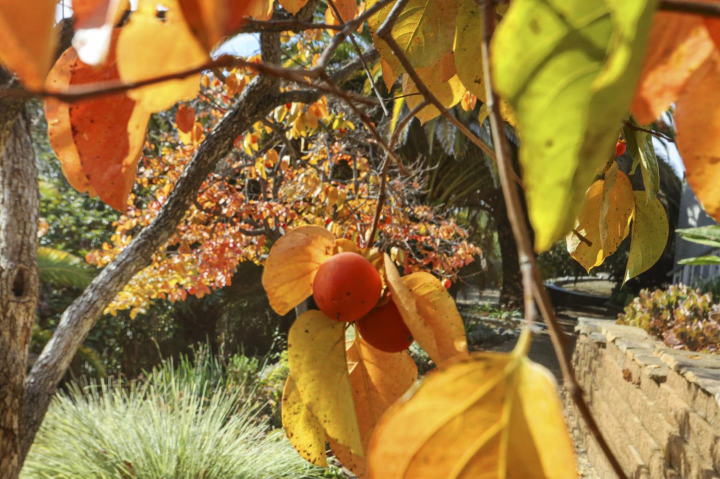 3571 Star Ridge Road Hayward, CA 94542 - Photo 51 of 66