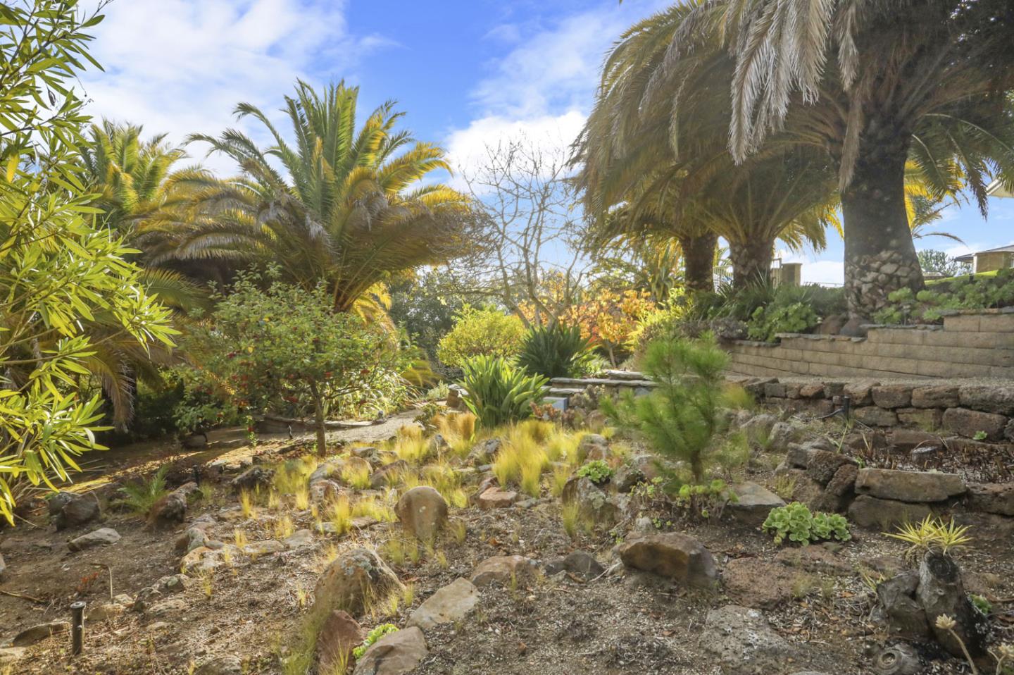 3571 Star Ridge Road Hayward, CA 94542 - Photo 65 of 66 a view of a yard with plants and trees