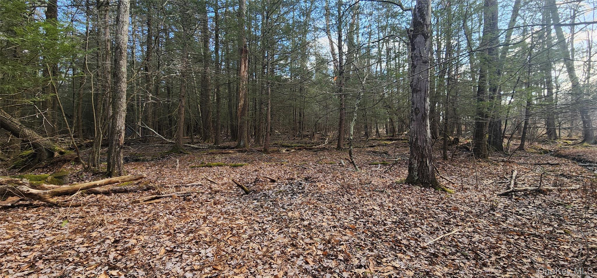 42 Concord Road Monticello, NY 12701 - Photo 4 of 12 a view of outdoor space with green space