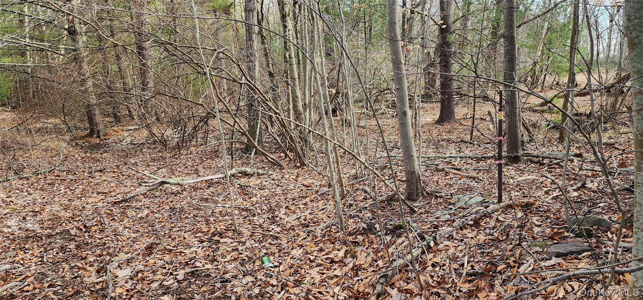 42 Concord Road Monticello, NY 12701 - Photo 7 of 12 a view of a yard with a tree