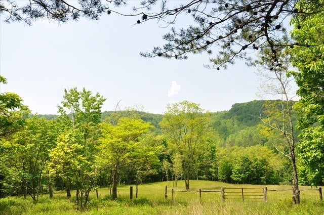 100 Chestnut Flats Road Rainelle, WV 25962 - Photo 3 of 33 Tater Hill