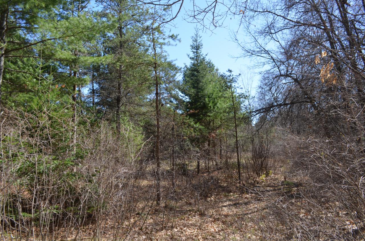 Lot 5 Point O Pines Road Tomahawk, WI 54487 - Photo 7 of 25 Gallery Image 7