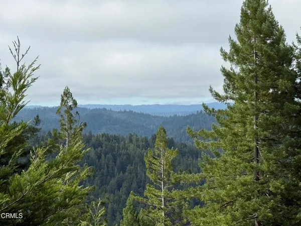 a view of a backyard with trees