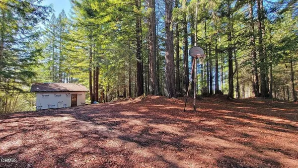 a view of a forest with trees