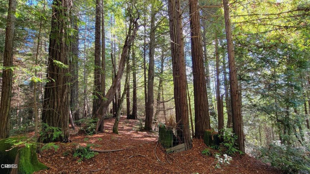 12301 Docker Hill Road Comptche, CA 95427 - Photo 14 of 15 a view of forest