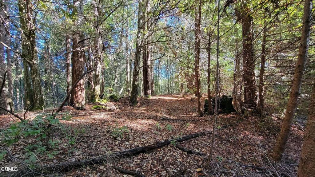 12301 Docker Hill Road Comptche, CA 95427 - Photo 15 of 15 a view of a forest with trees