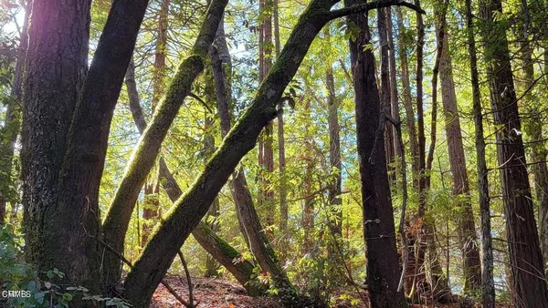 a view of a backyard with large trees