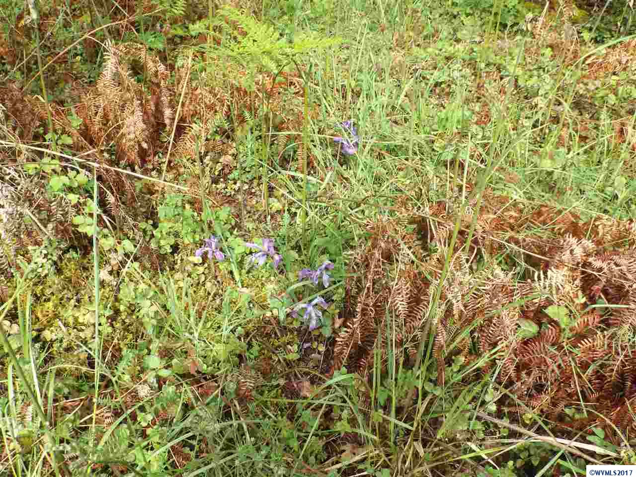 Weldon (lot 209) Road Lebanon, OR 97355 - Photo 11 of 17