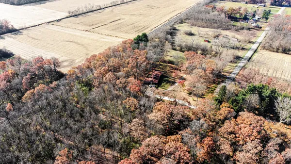 a view of a forest with a tree