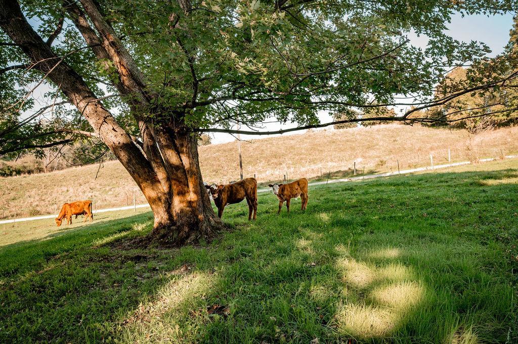 W8236 County Rd KK Ellsworth, WI 54011 - Photo 7 of 37