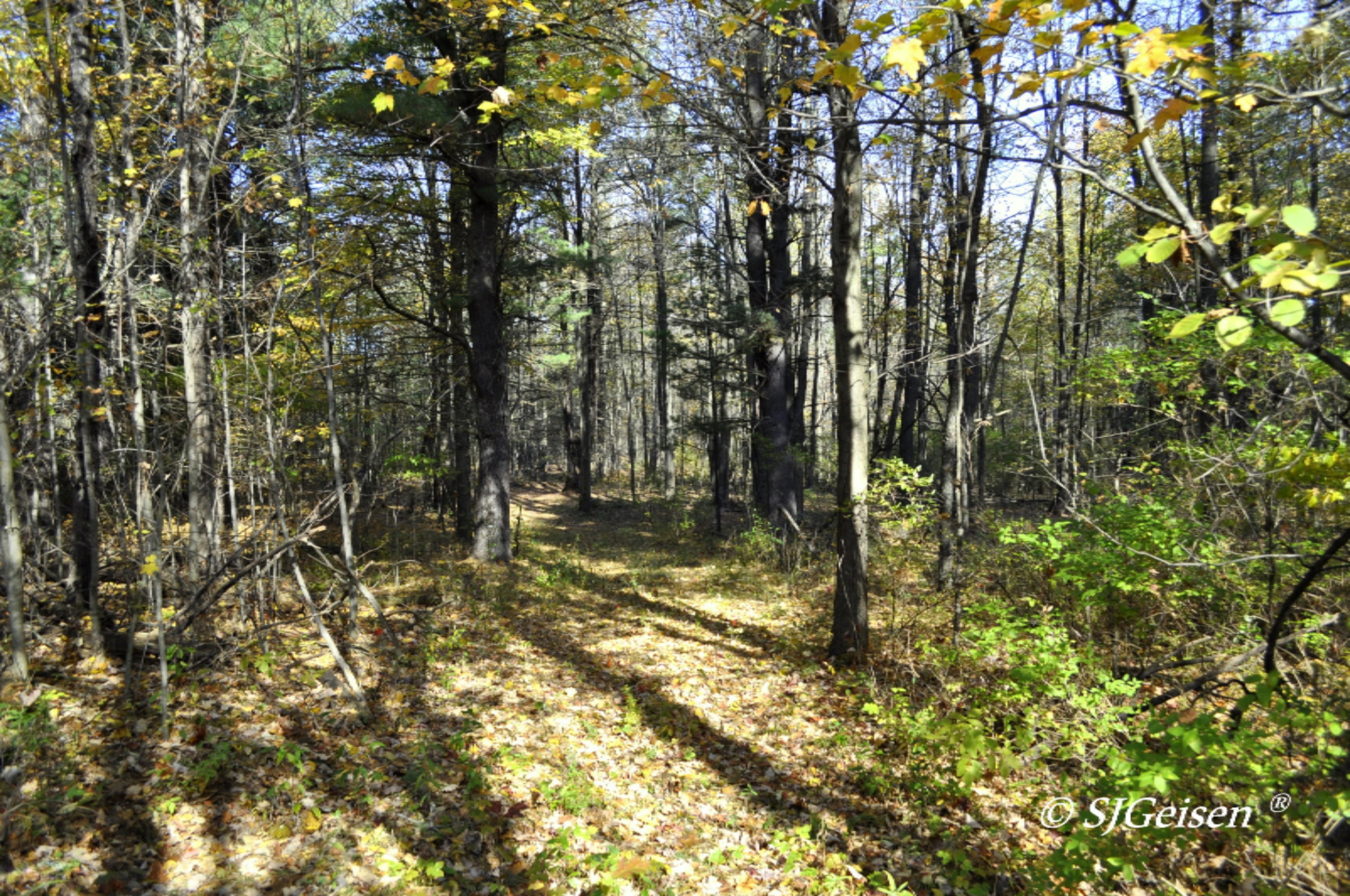 6670 Belding Road Belding, MI 48809 - Photo 14 of 23 6670 BD Rd-5