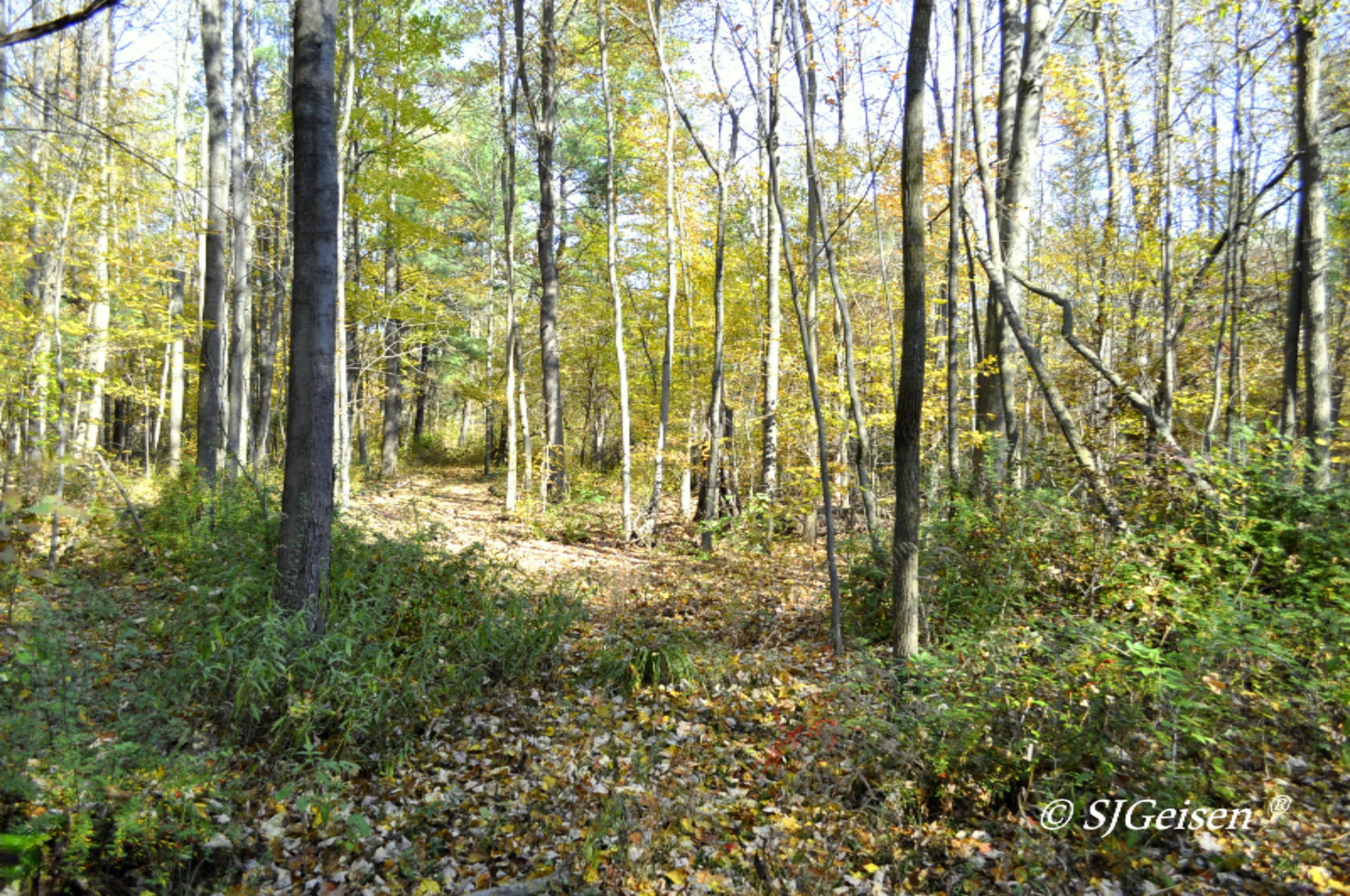 6670 Belding Road Belding, MI 48809 - Photo 15 of 23 6670 BD Rd-6