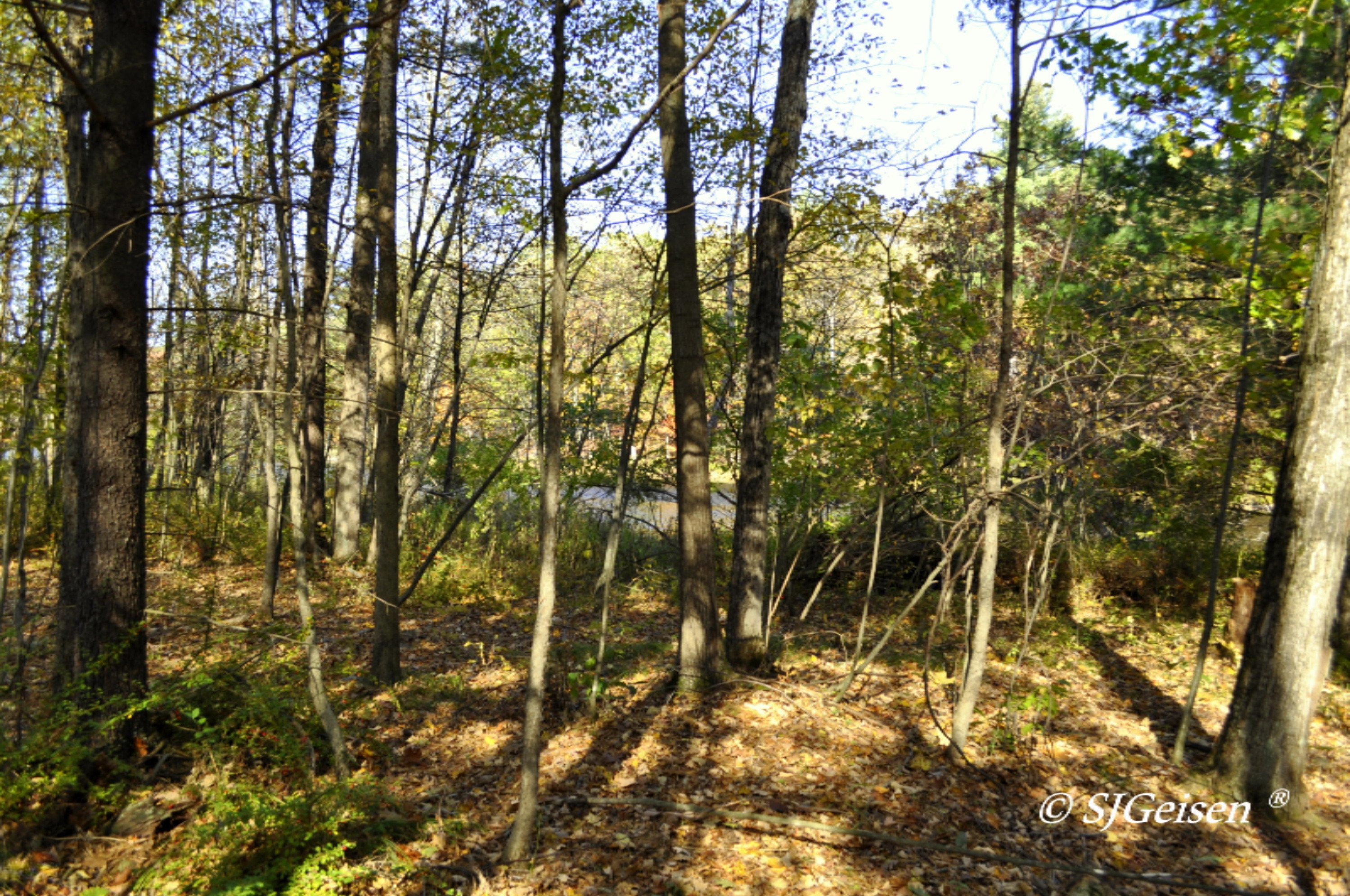 6670 Belding Road Belding, MI 48809 - Photo 19 of 23 6670 BD Rd-10
