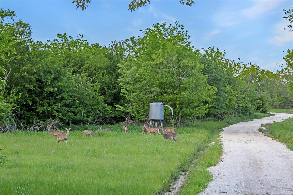 7304 Shady Lane Scurry, TX 75158 - Photo 38 of 39 Expansive natural landscape featuring a gravel driveway, mature trees, and a lush green meadow