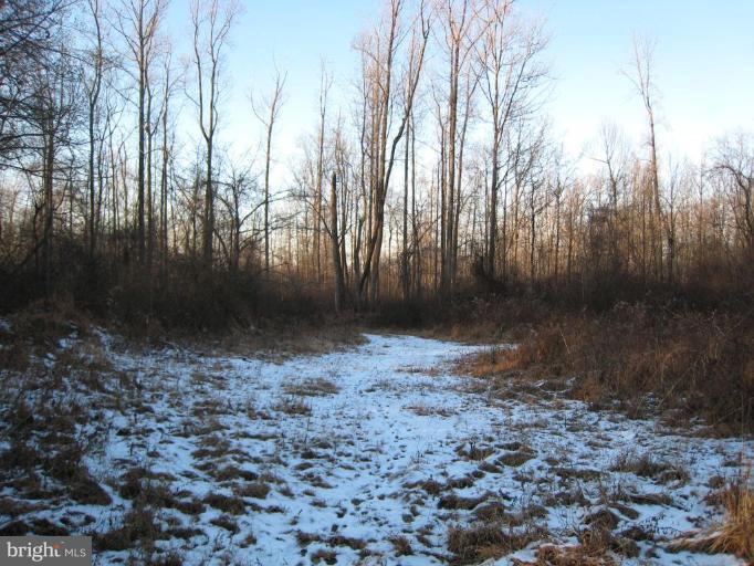1209 Trappe Road Street, MD 21154 - Photo 8 of 15 Wooded View / Acreage 2