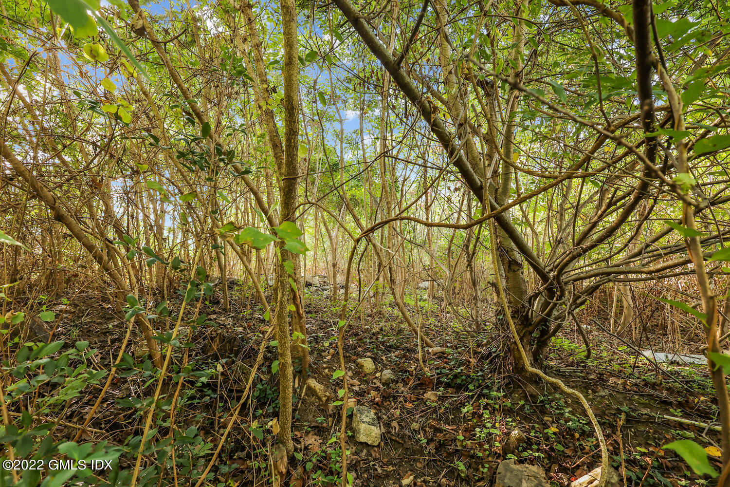 0 Florence Road Riverside, CT 06878 - Photo 4 of 11 a view of a yard with a tree