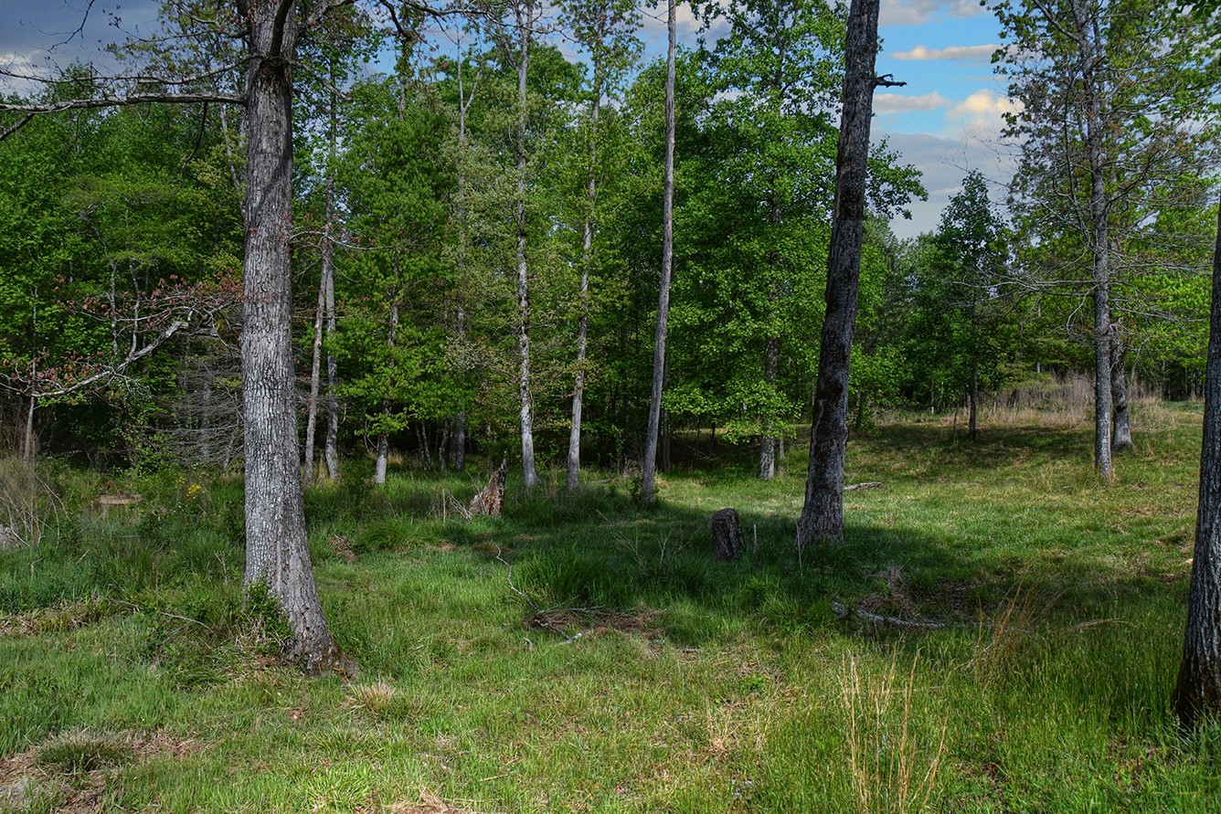 607 Monteagle Falls Road Monteagle, TN 37356 - Photo 5 of 14 a view of backyard with green space