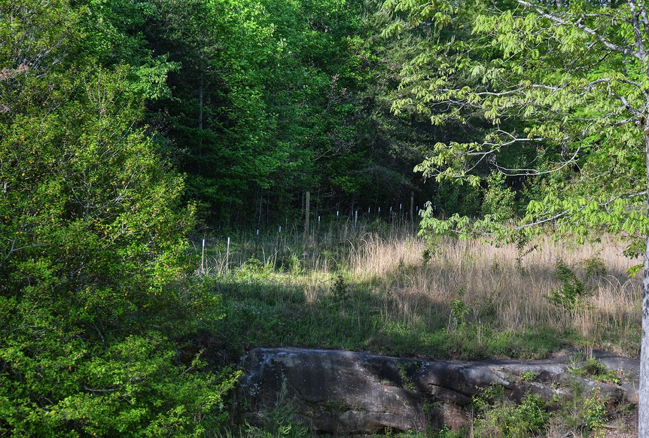 607 Monteagle Falls Road Monteagle, TN 37356 - Photo 7 of 14 a view of a lake in a forest
