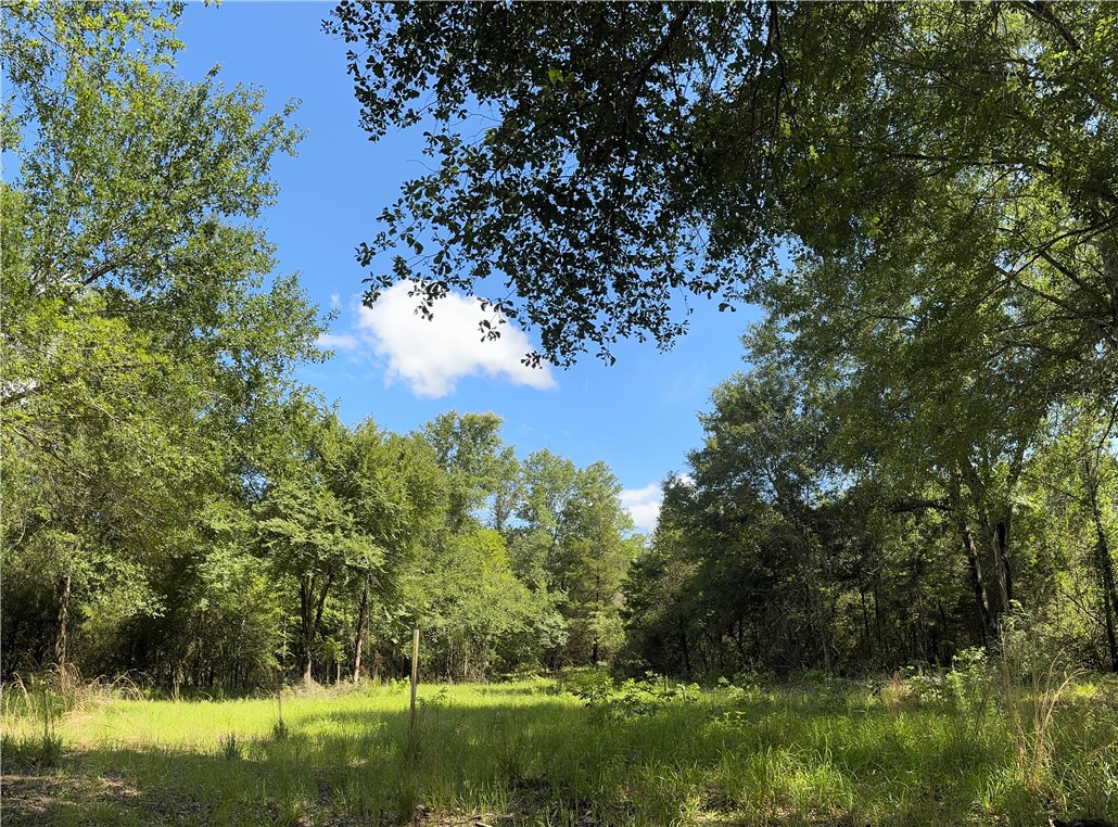 3816 Pin Oak Road Franklin, TX 77856 - Photo 4 of 15 Clearing across the creek 29 Ac.