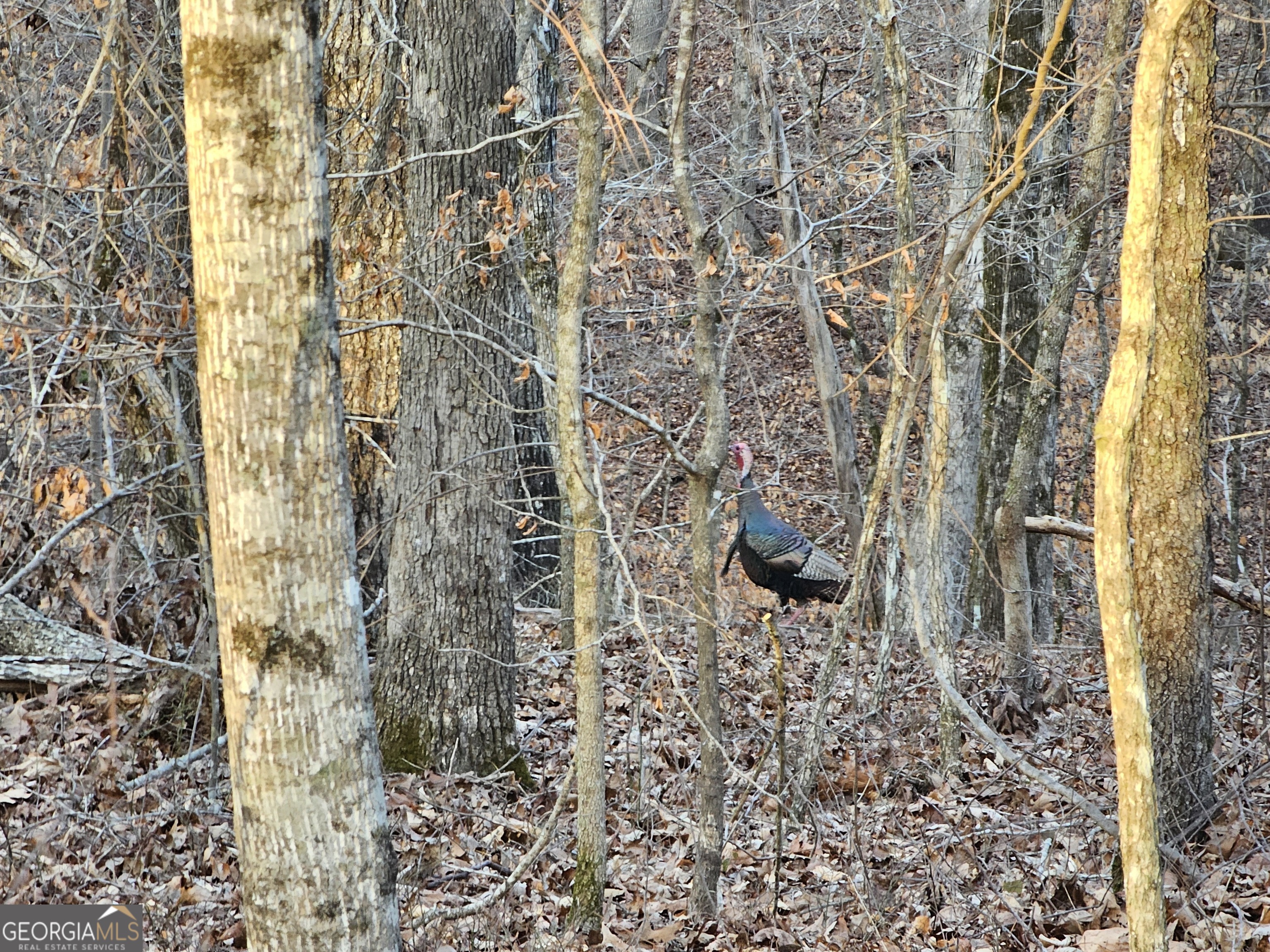 0 Hutcheson Rd Off Temple, GA 30179 - Photo 43 of 45