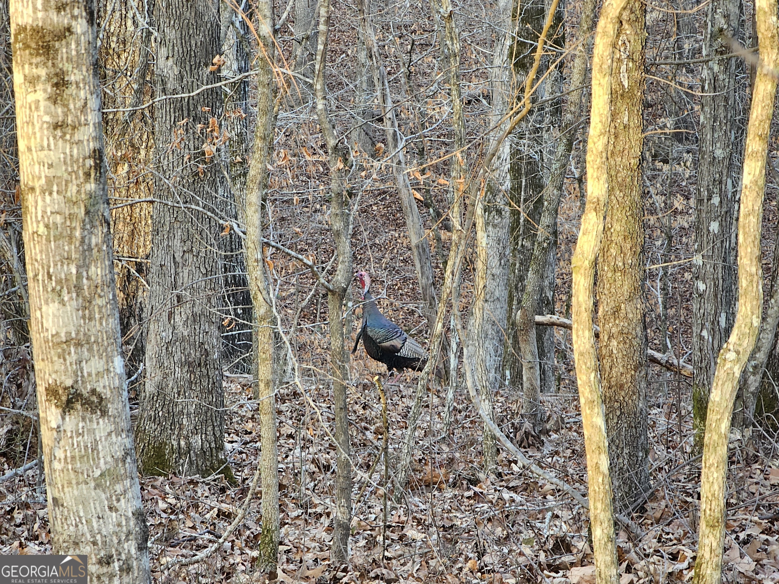 0 Hutcheson Rd Off Temple, GA 30179 - Photo 44 of 45