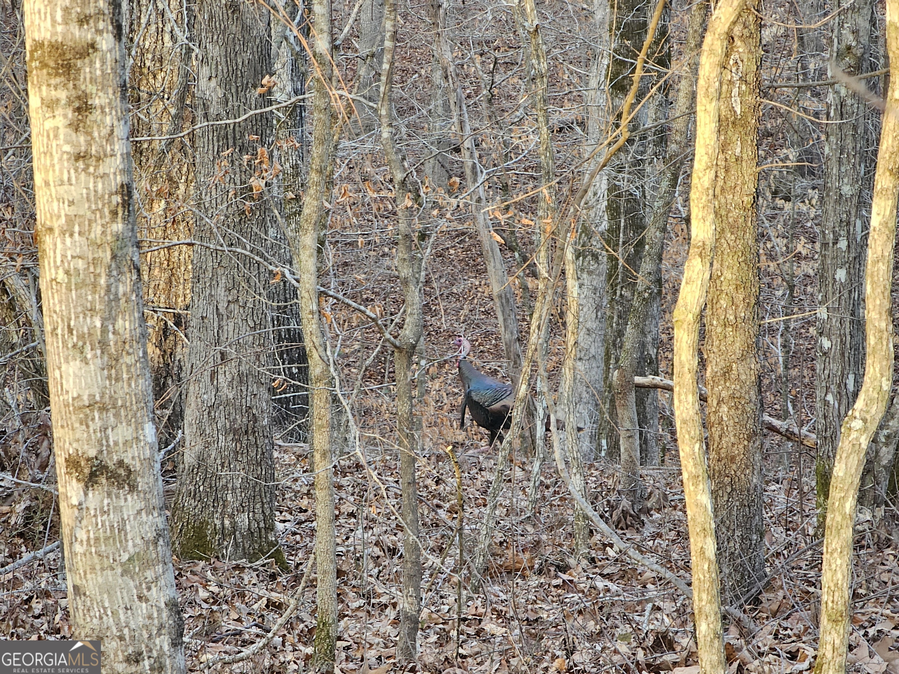 0 Hutcheson Rd Off Temple, GA 30179 - Photo 45 of 45