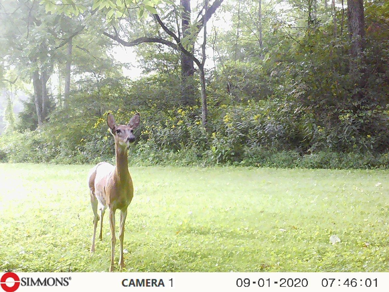 937 Luray Road Dungannon, VA 24245 - Photo 1 of 42 00000149